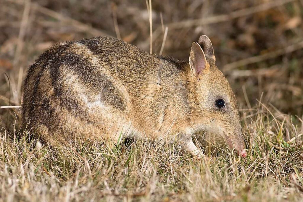bandicoot fasciato orientale