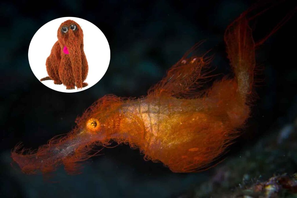 Solenostomus snuffleupagus