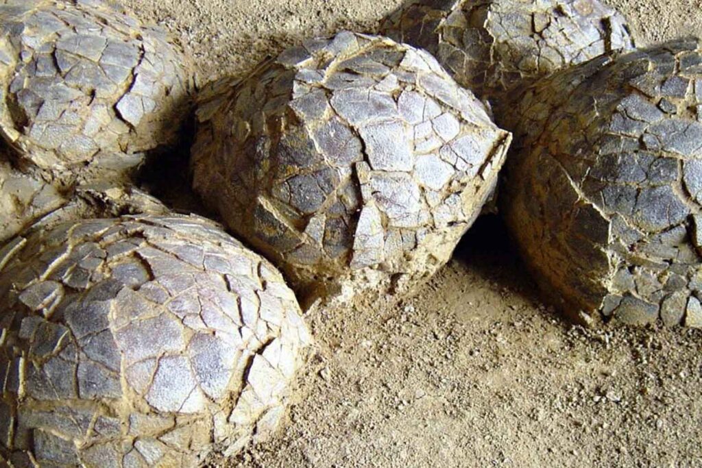 uova di dinosauro