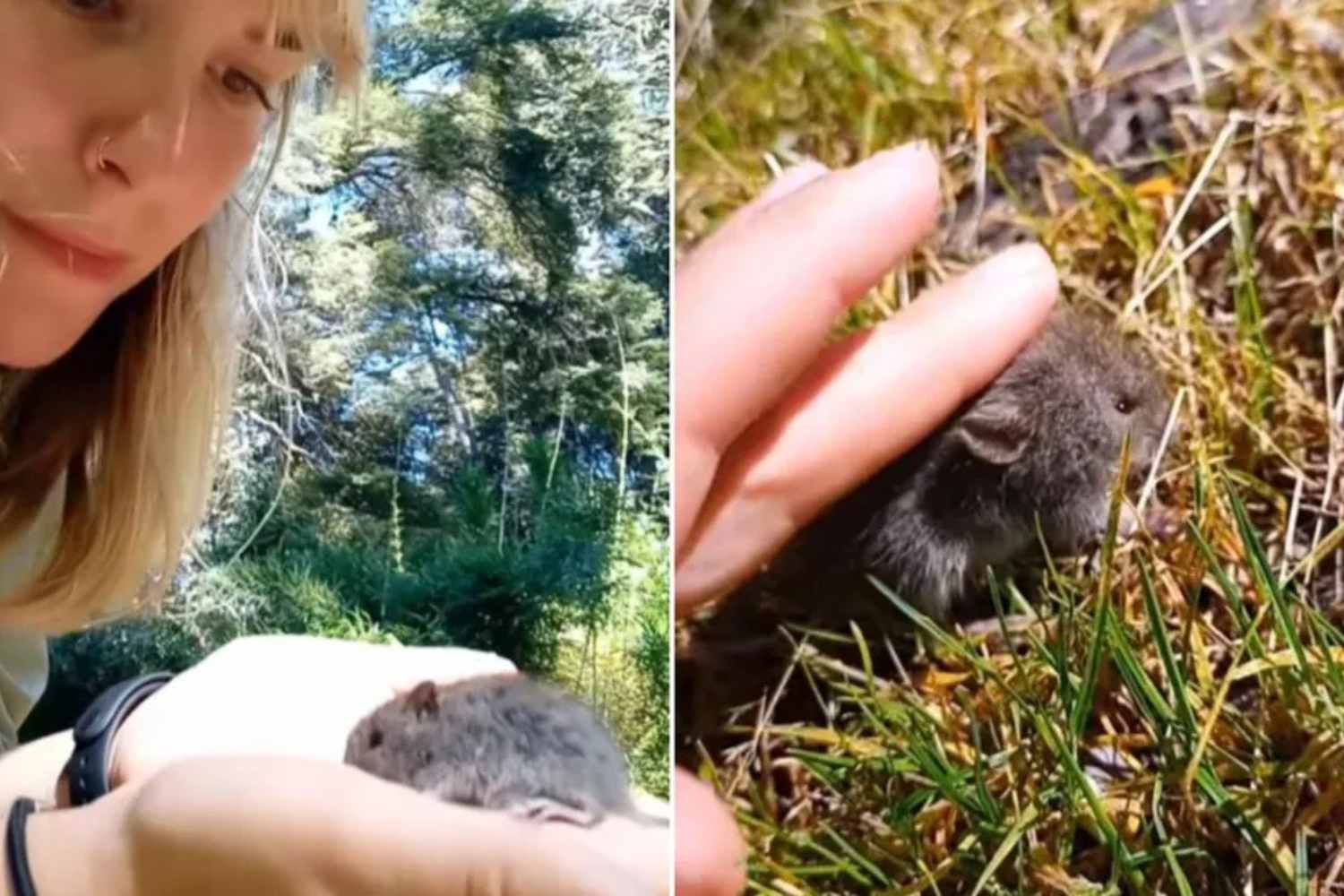 influencer argentinië topo hantavirus
