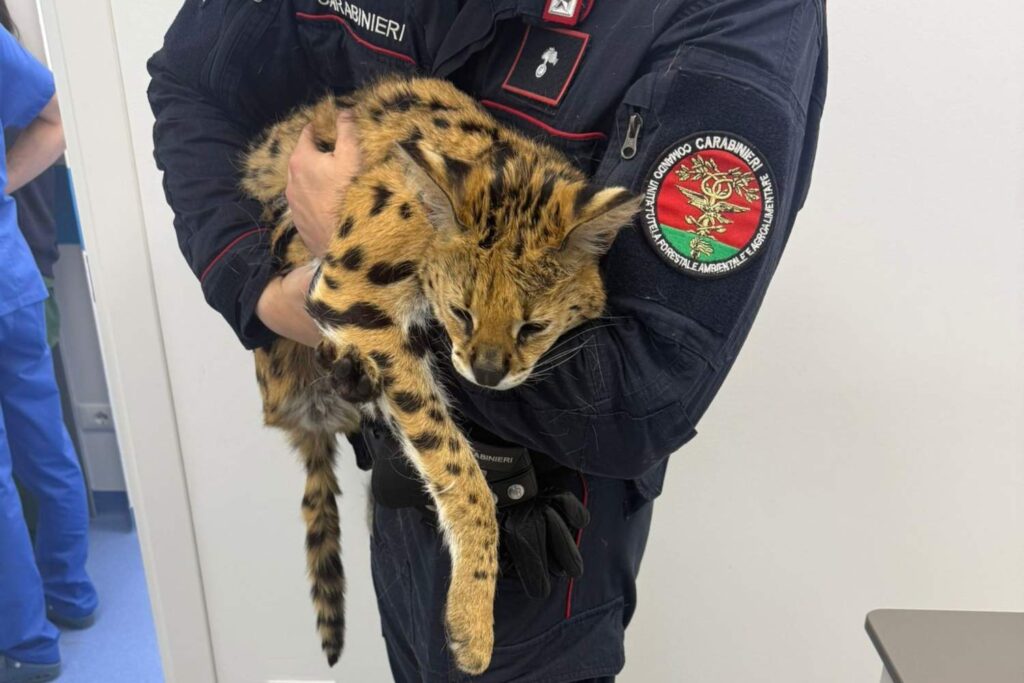 Gattopardo