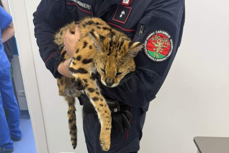 Gattopardo