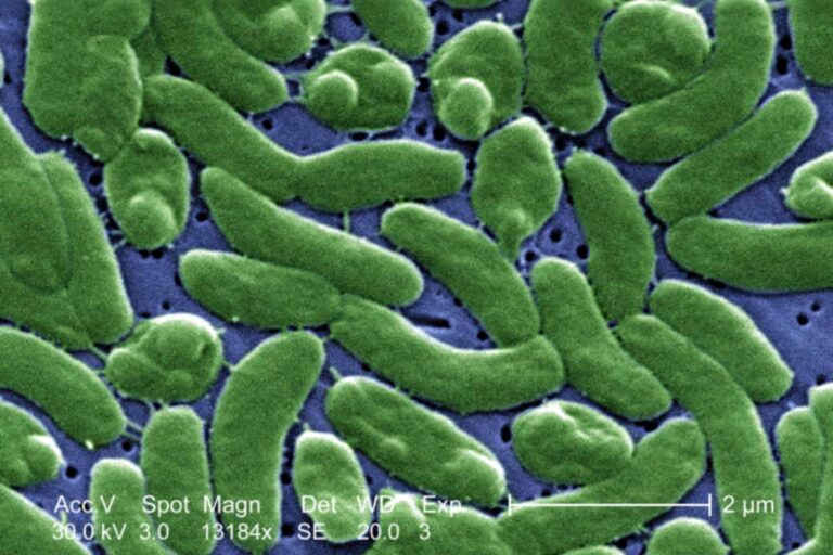 Nu de zee steeds warmer wordt, vermenigvuldigt de gevreesde ‘vleesetende’ bacterie zich: de klimaatcrisis stelt zichzelf bloot aan nieuwe infecties
