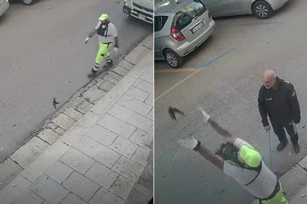 Redt een zwaluw die vastzit op het asfalt en helpt hem te vliegen: het gebaar van deze ecologische operator zal je opwinden