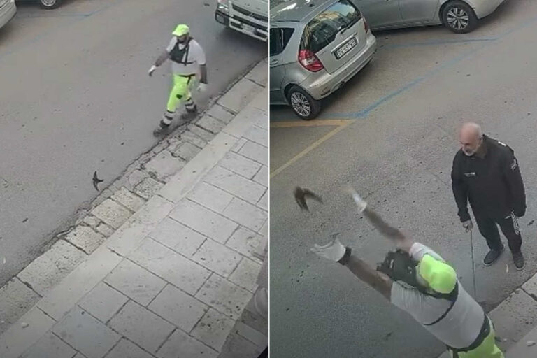 Redt een zwaluw die vastzit op het asfalt en helpt hem te vliegen: het gebaar van deze ecologische operator zal je opwinden
