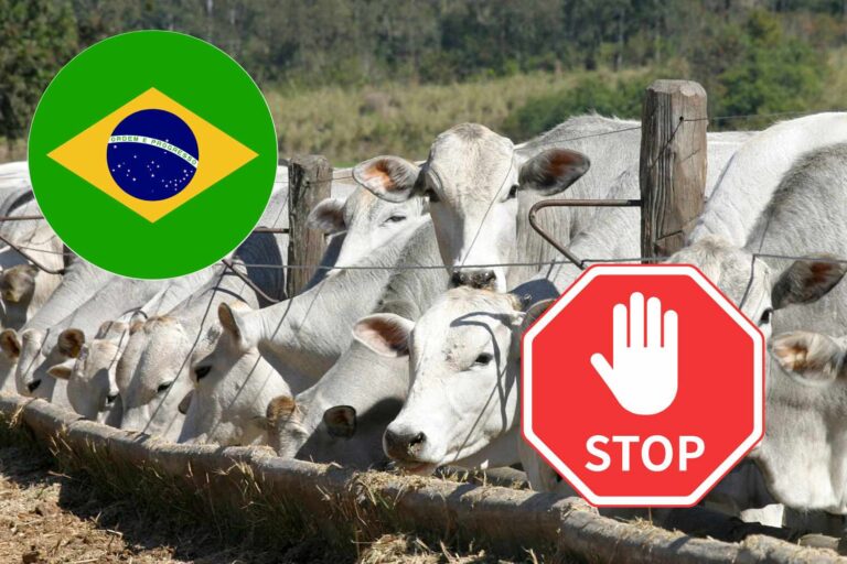 stop carne brasile