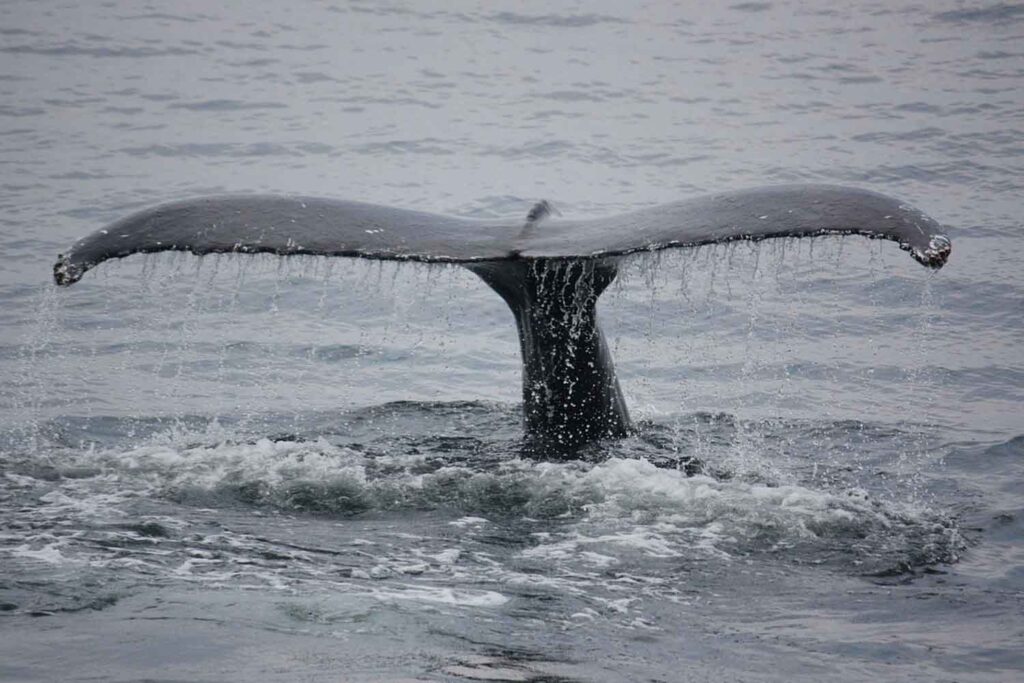 balena