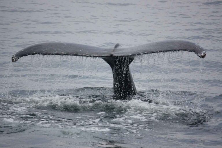 balena