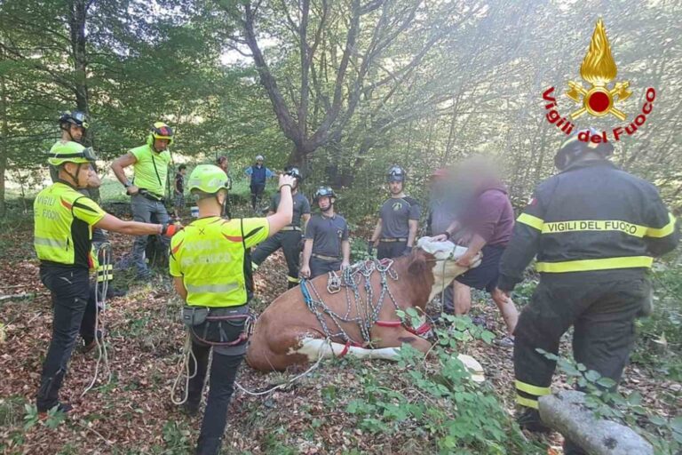 Zwangere koe valt 300 meter van een klif: de delicate redding van de brandweerlieden na urenlang werken
