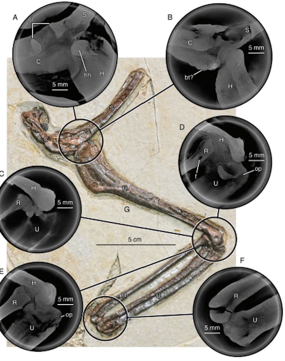nieuwe dinosaurus china velociraptor