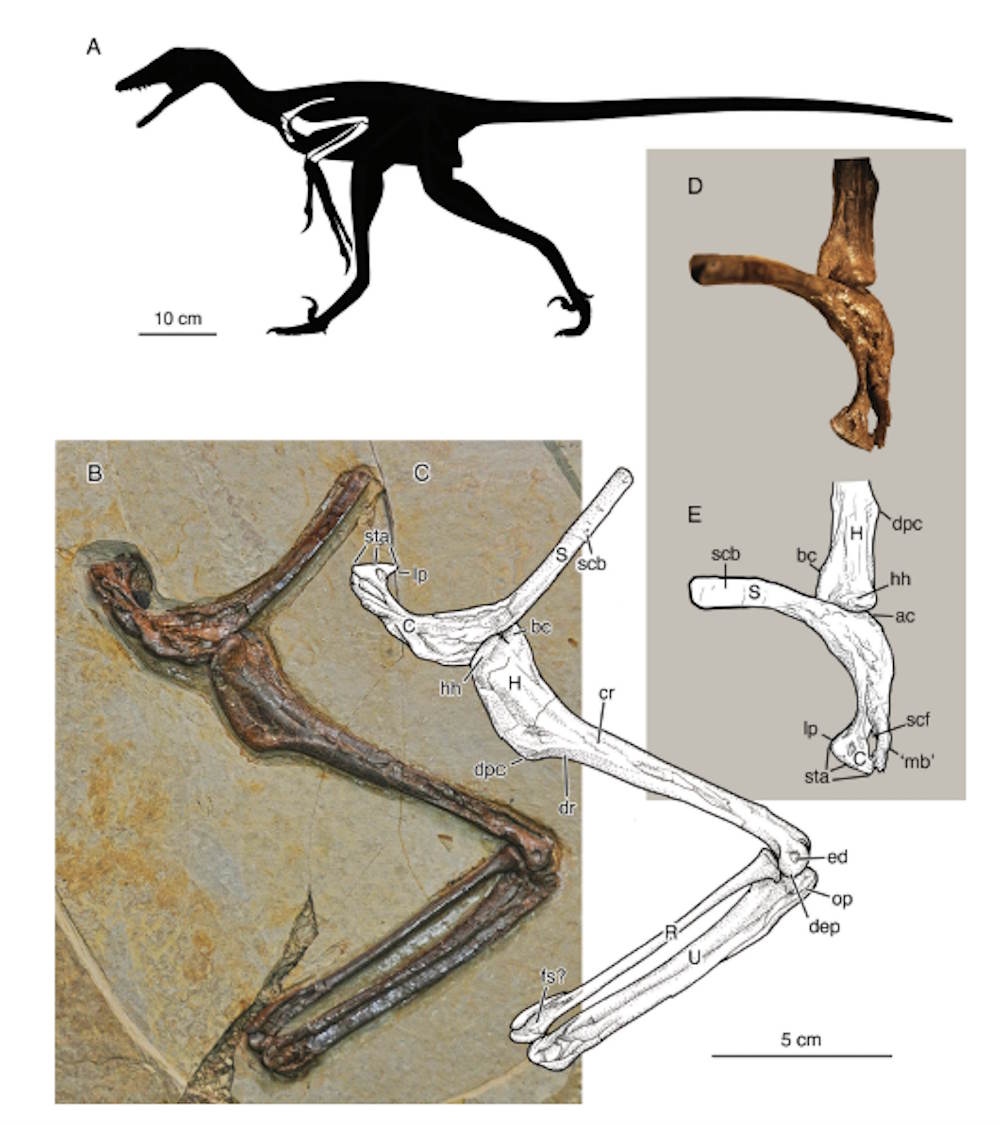 nieuwe dinosaurus china velociraptor
