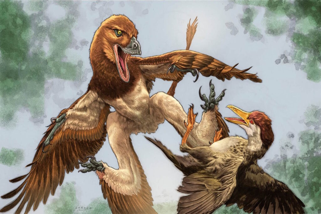 Wetenschappers hebben in China een nieuwe dinosaurus ontdekt: een ‘viervleugelige draak’