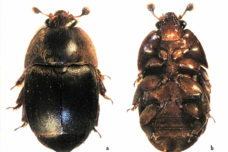 Aethina tumida