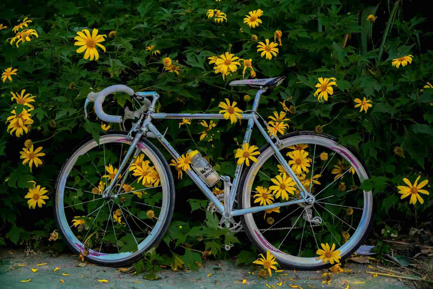 fiets