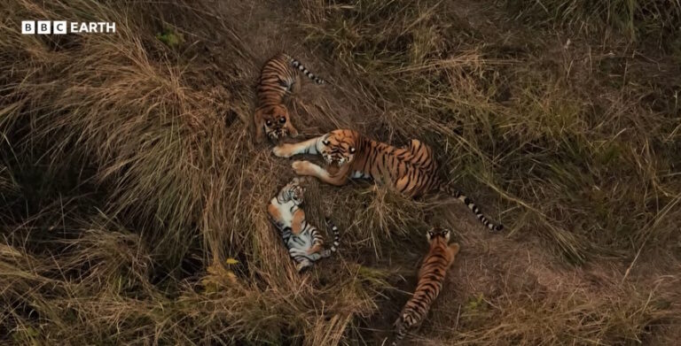 Wat geweldig! Een tijger past op de welpen van een ander vrouwtje: wetenschappers hebben een nog nooit eerder gezien tafereel gedocumenteerd, dat veel vragen oproept

