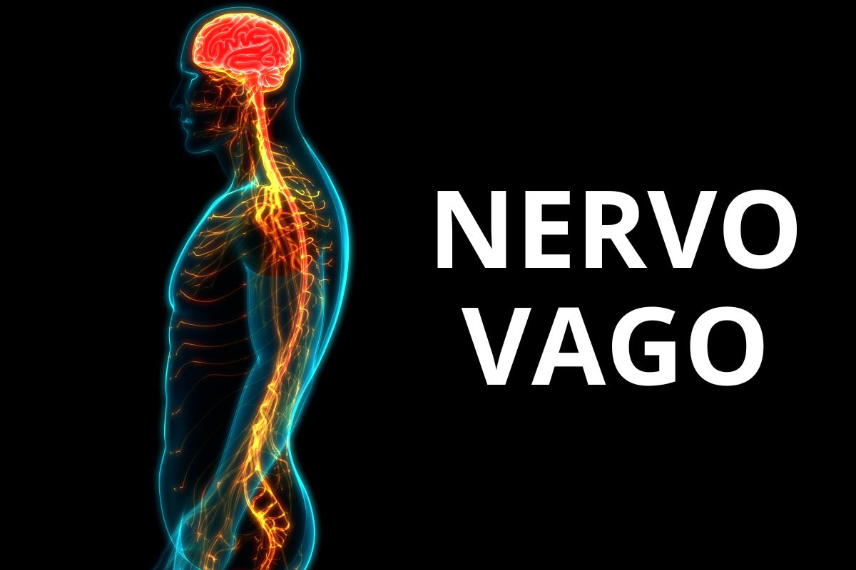Vagus zenuw