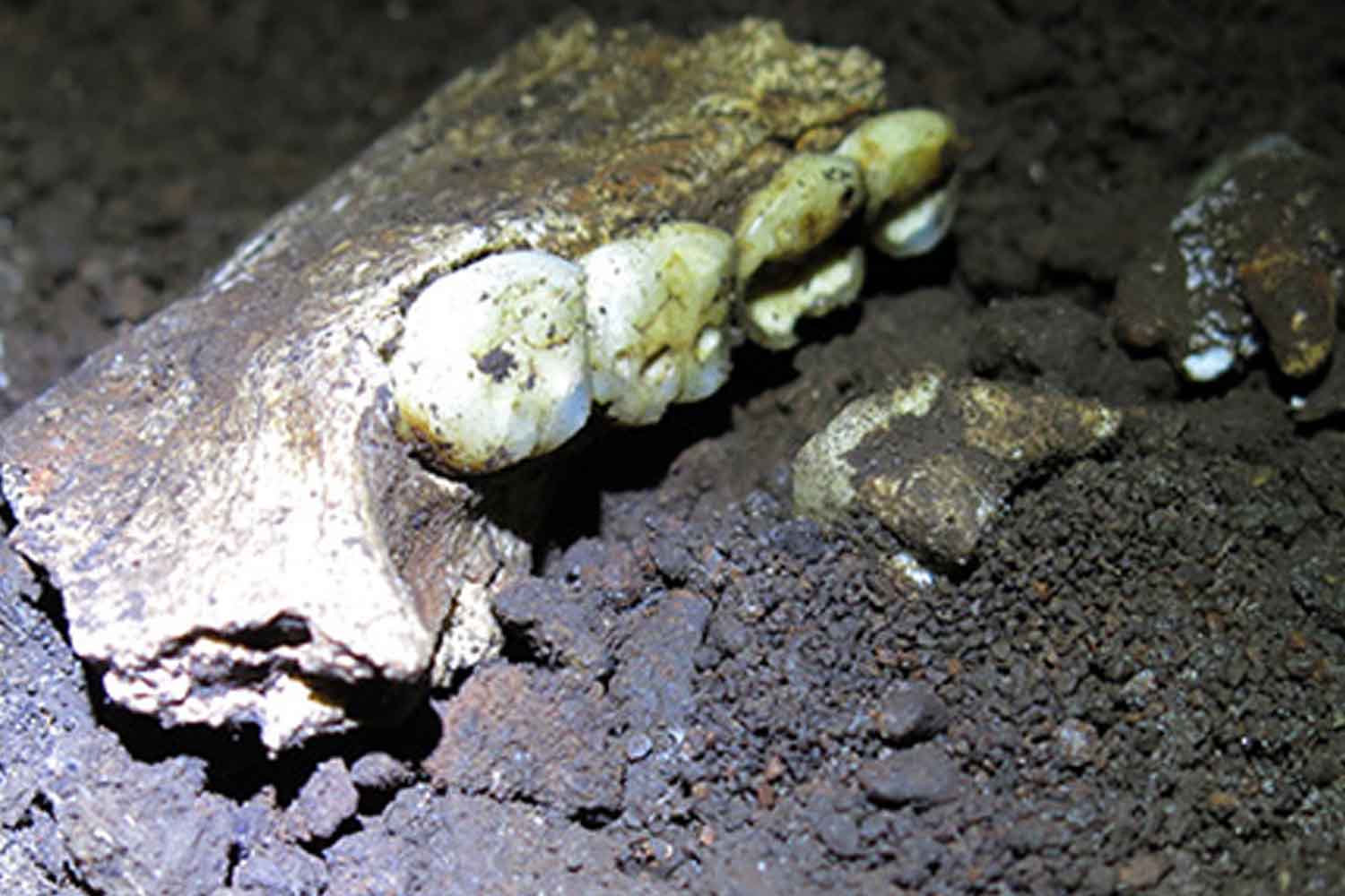 tanden homo naledi