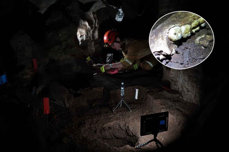 denti homo naledi