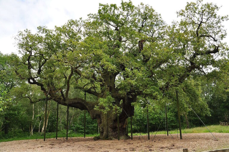 Major Oak albero robin hood