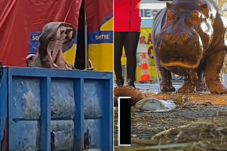 De grote pijn van het Jumbo-nijlpaard, al 40 jaar gevangene van het Muller-circus: teken de petitie om hem naar een opvangcentrum over te brengen

