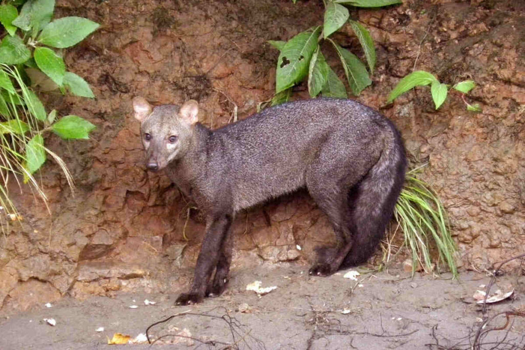 cane amazzonia