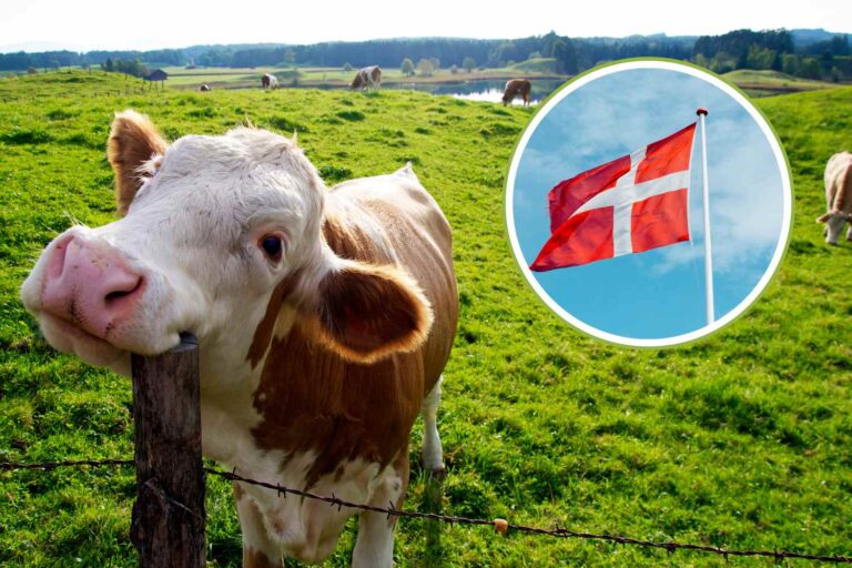 Denemarken neemt afscheid van het ministerie van Landbouw: het wordt vervangen door het ministerie van Natuur en Dierenwelzijn
