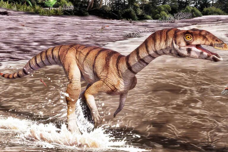 Labrujasuchus expectatus