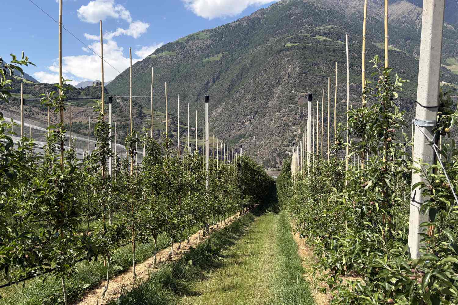 Val Venosta-appels