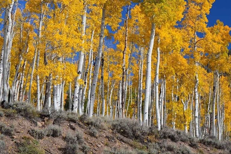 Pando