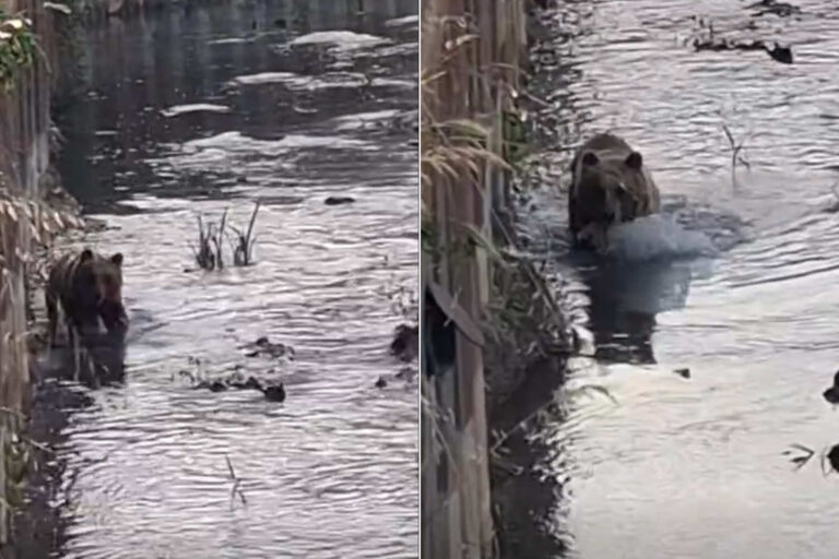Orso Castel di Sangro