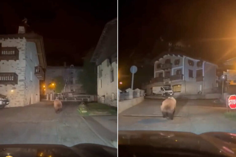 Orso inseguito
