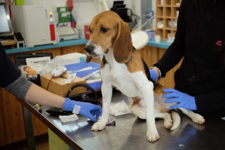 beagle aptuit