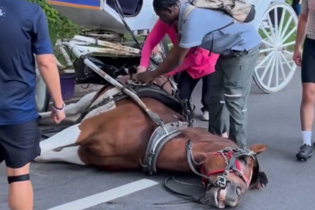 Cavallo muore New York