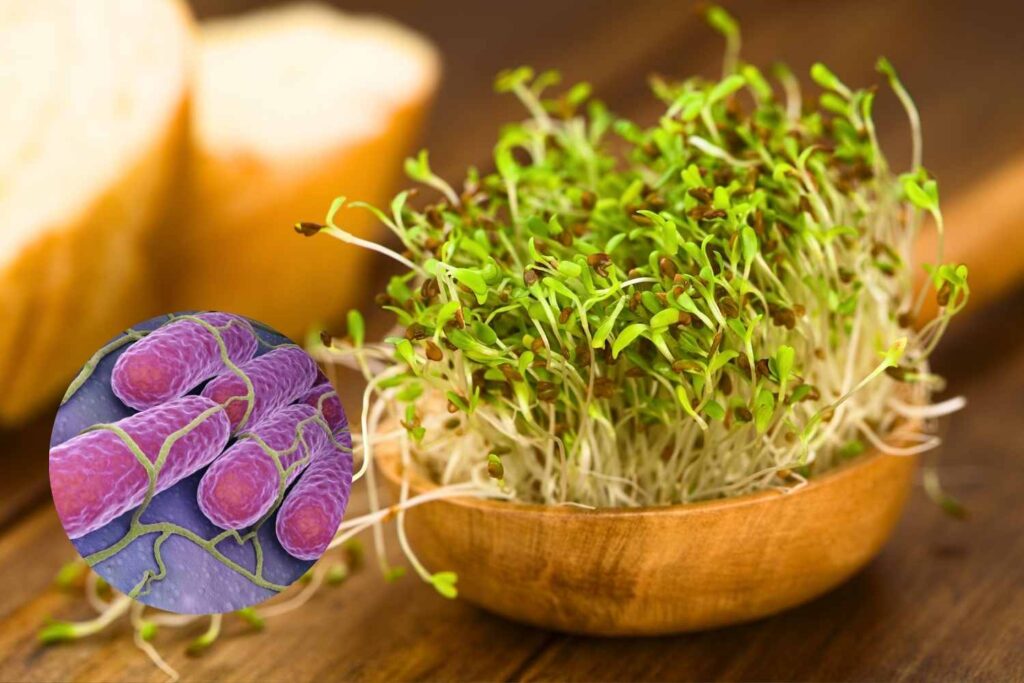 salmonella germogli erba medica