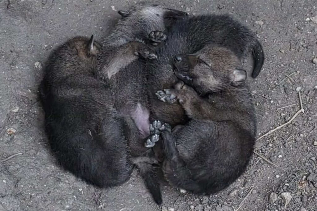 Cuccioli lupo