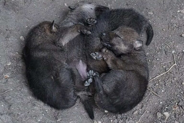 Cuccioli lupo
