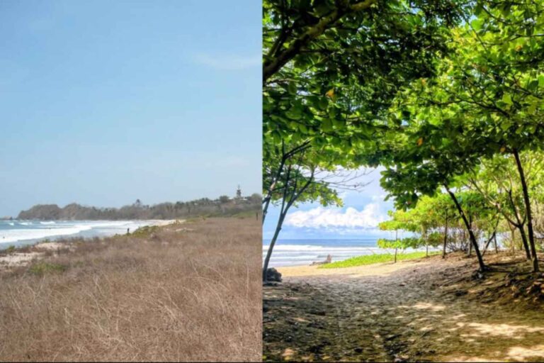 Zo veranderde een surfer op zoek naar schaduw het aanzien van de dorre stranden van Costa Rica: vandaag de dag staan ​​er 100.000 bomen

