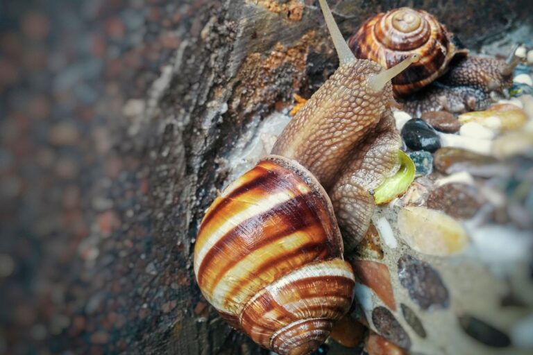 lumache scomparsa sotto la pioggia