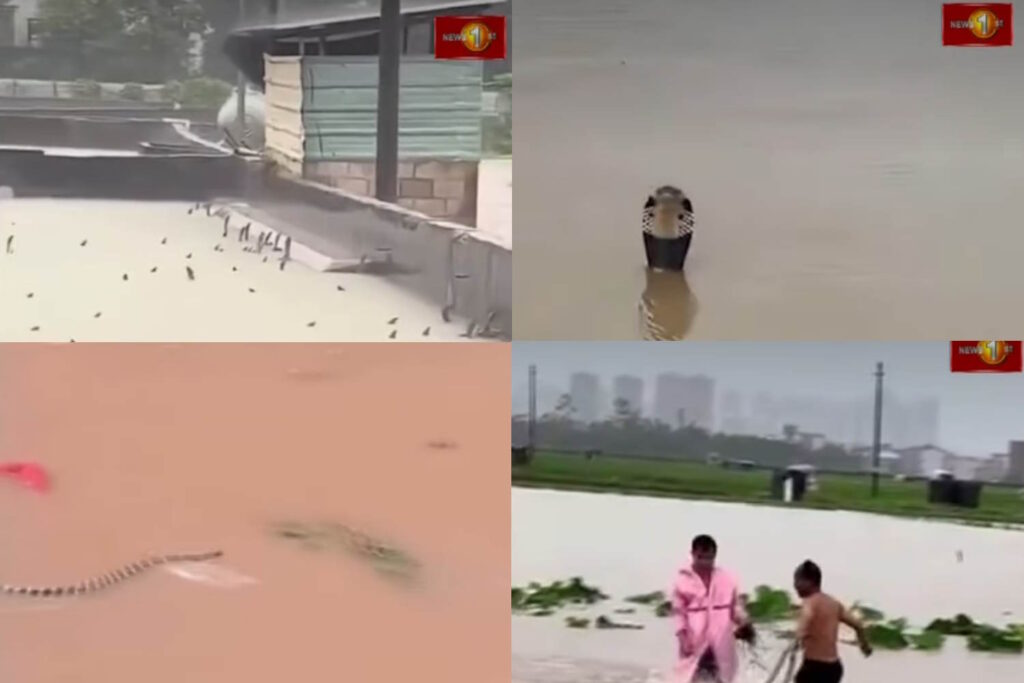 900 slangen zijn ontsnapt uit een boerderij in centraal China, verwoest door tyfoon Maysak