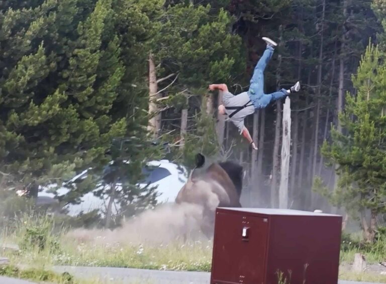 900 kilo bizon valt een toerist aan die met zijn neefje loopt en gooit hem in de lucht: angst in Yellowstone park
