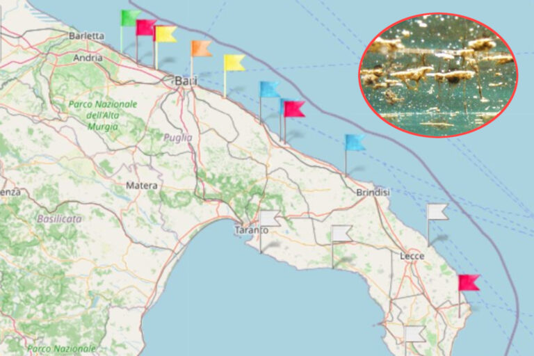 Giftige algen keren terug naar Puglia, op deze stranden wordt de rode sticker uitgegeven: de kaart van de risicogebieden (en de symptomen)
