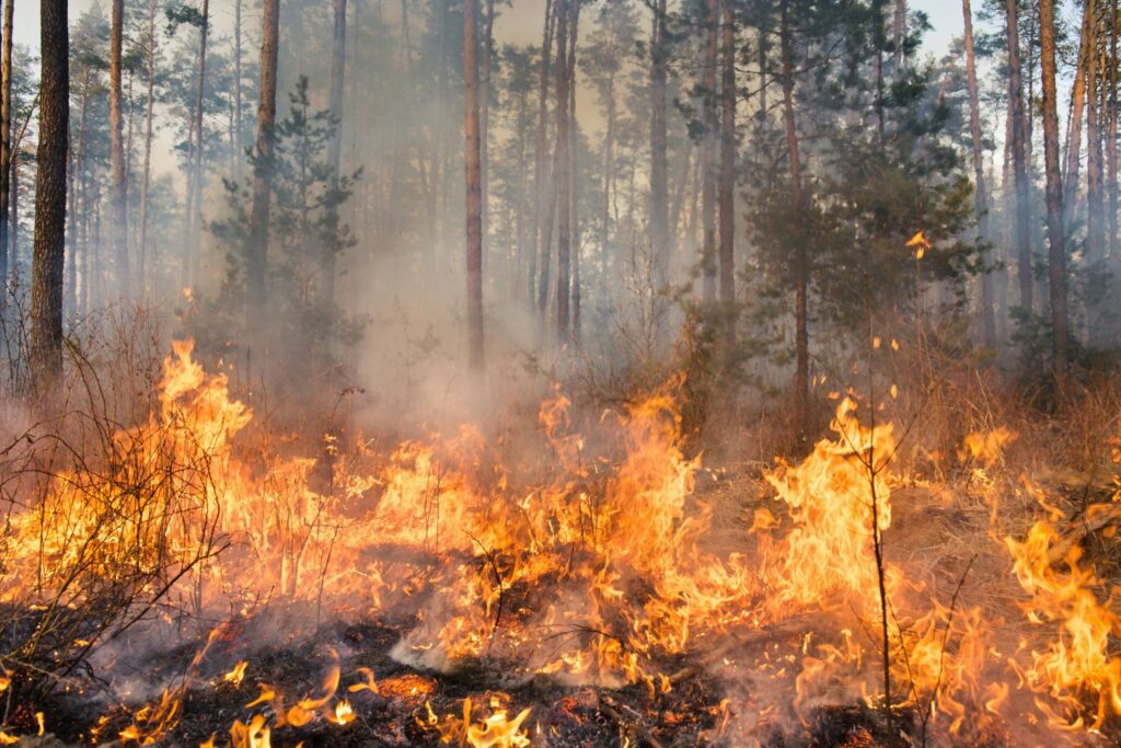 incendi boschivi