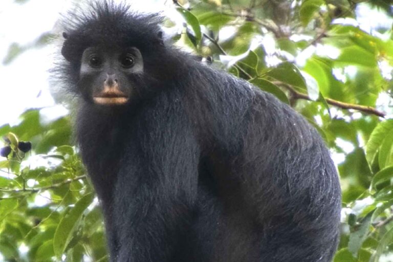 Colobus congoensis