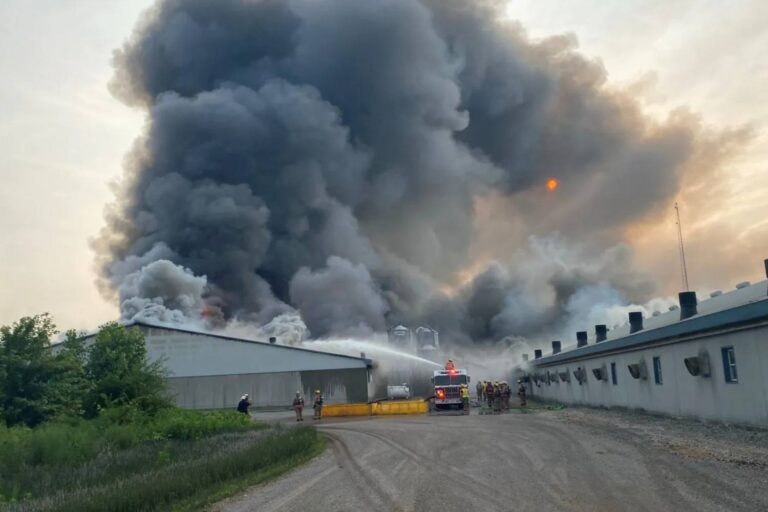 Incendio maiali