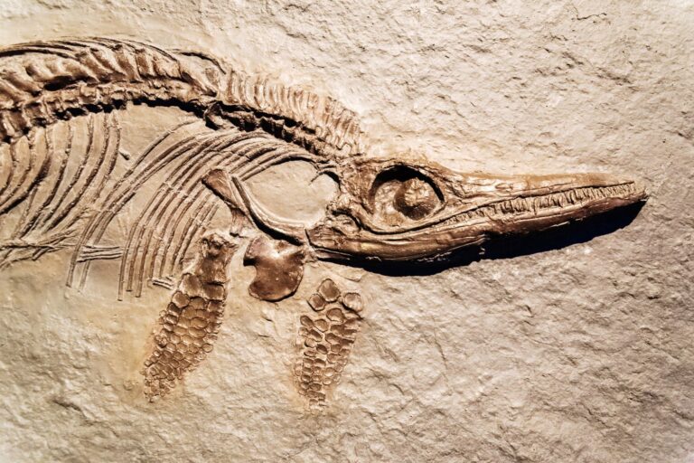 fossili dinosauro