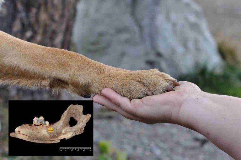 cani umani