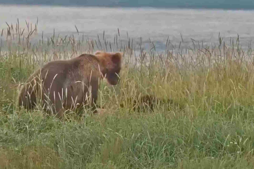 Moederbeer doodt de welp van een ander vrouwtje: de aanval is vastgelegd op beveiligingscamera's in Katmai Park