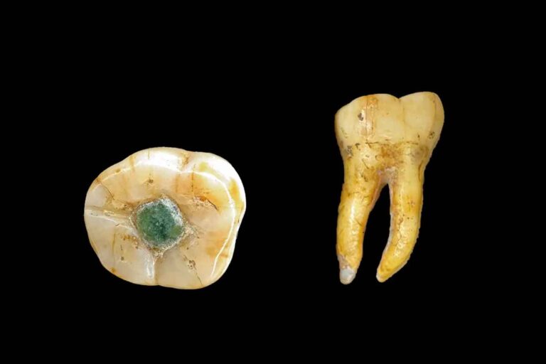 Dente Maya