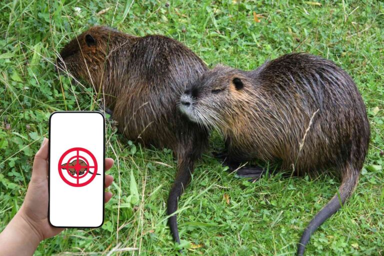 Dood nutria's met één klik! Na de 60.000 exemplaren die in een jaar zijn gedood, arriveert de app in Veneto om de uitroeiing te versnellen  
