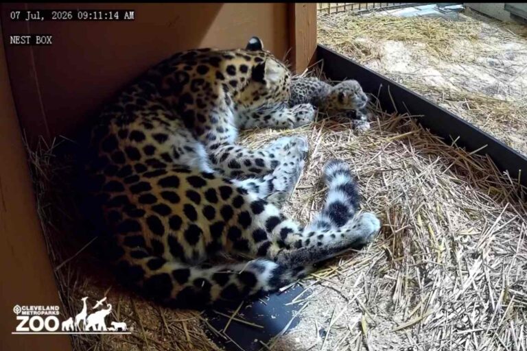 Leopardo Cleveland